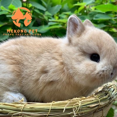 Tìm Hiểu Về Thỏ Lùn Hà Lan Netherland Dwarf